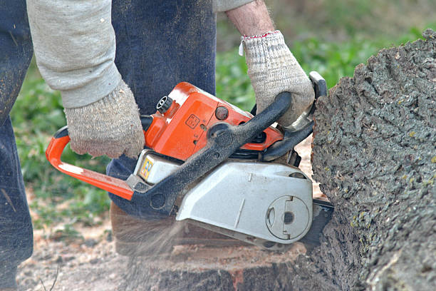 Reliable Village Green, NY Tree Care Solutions