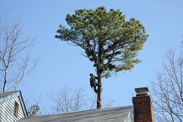 How Our Tree Care Process Works  in  Village Green, NY